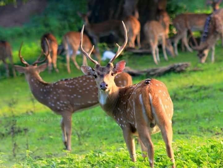 Kottamba Yala Stay & Safari Tissamaharama Buitenkant foto