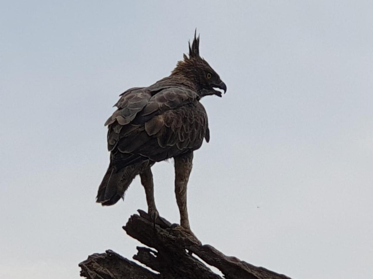 Kottamba Yala Stay & Safari Tissamaharama Buitenkant foto