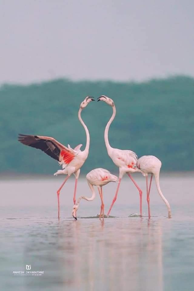 Kottamba Yala Stay & Safari Tissamaharama Buitenkant foto