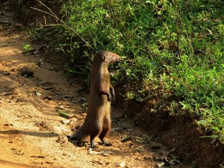 Kottamba Yala Stay & Safari Tissamaharama Buitenkant foto