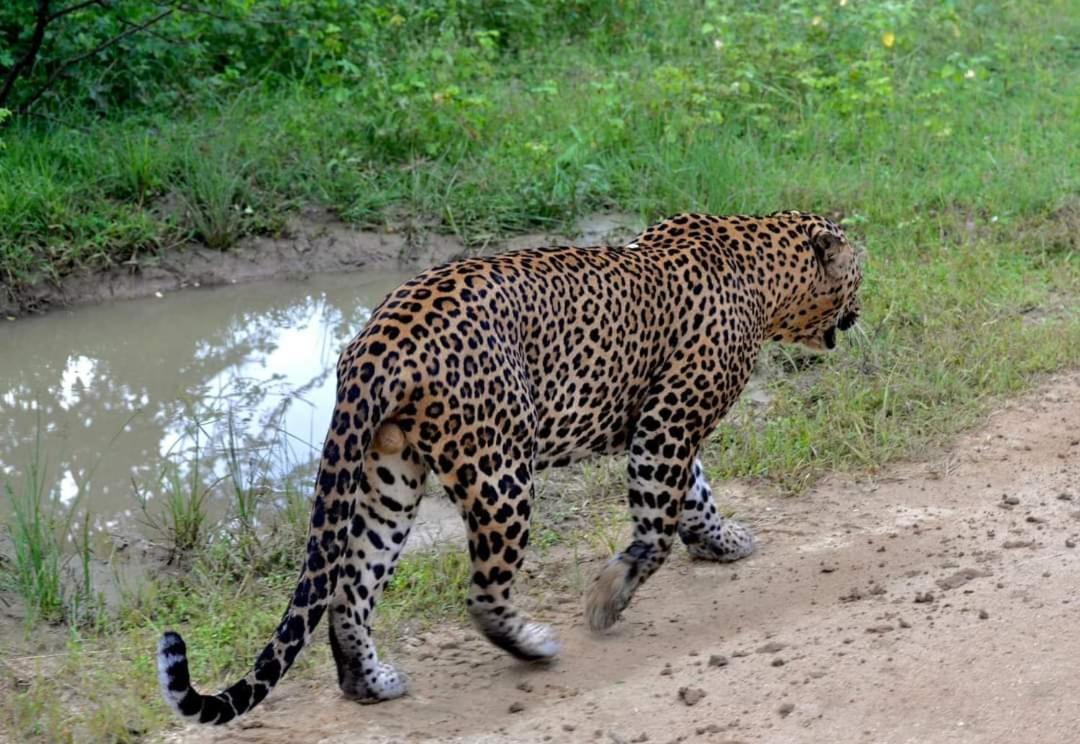 Kottamba Yala Stay & Safari Tissamaharama Buitenkant foto