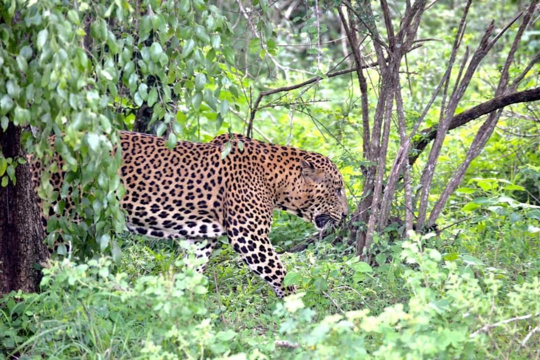 Kottamba Yala Stay & Safari Tissamaharama Buitenkant foto